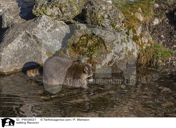 walking Raccoon / PW-08021
