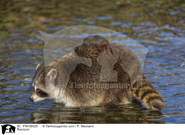 Waschbr / Raccoon / PW-08025