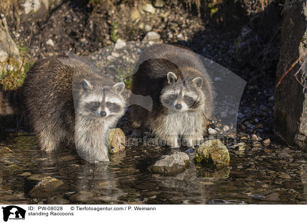 stehende Waschbren / standing Raccoons / PW-08028