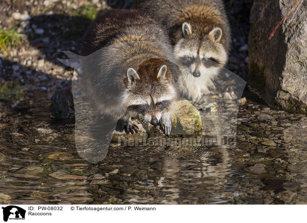 Waschbren / Raccoons / PW-08032
