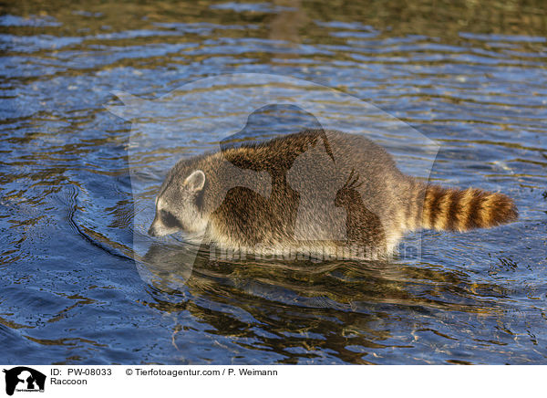 Waschbr / Raccoon / PW-08033