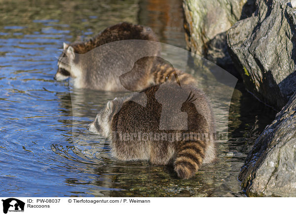 Raccoons / PW-08037