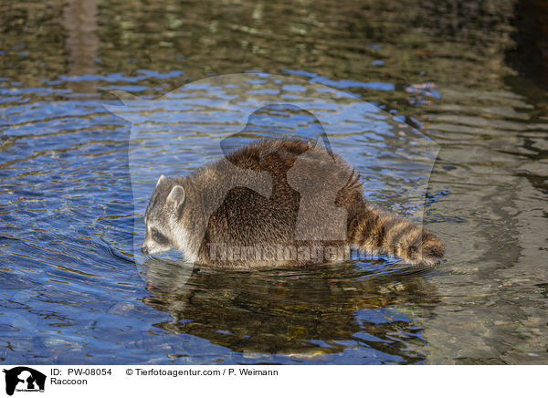 Raccoon / PW-08054