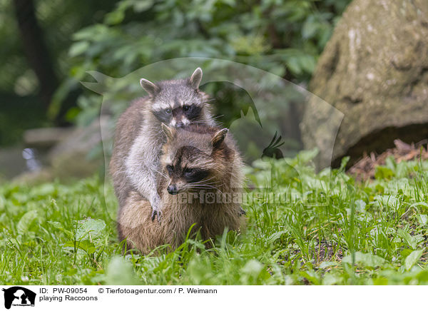 spielende Waschbren / playing Raccoons / PW-09054