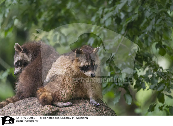 sitzende Waschbren / sitting Raccoons / PW-09058