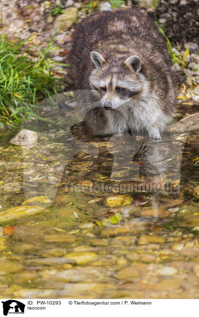 raccoon / PW-10293