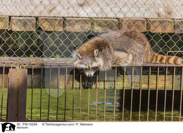 raccoon / PW-10294