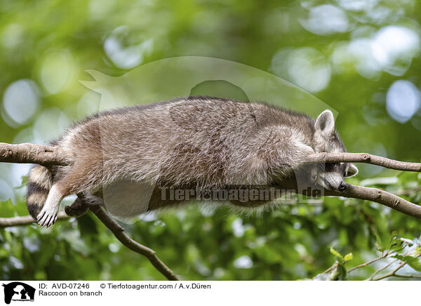 Waschbr auf Ast / Raccoon on branch / AVD-07246