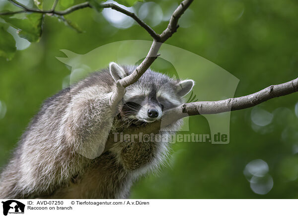 Waschbr auf Ast / Raccoon on branch / AVD-07250