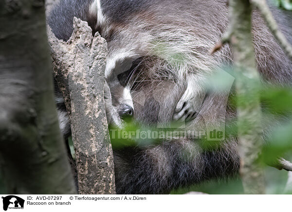 Waschbr auf Ast / Raccoon on branch / AVD-07297