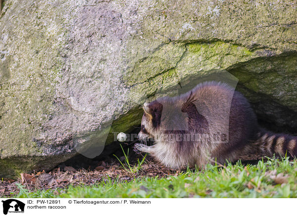 Waschbr / northern raccoon / PW-12891