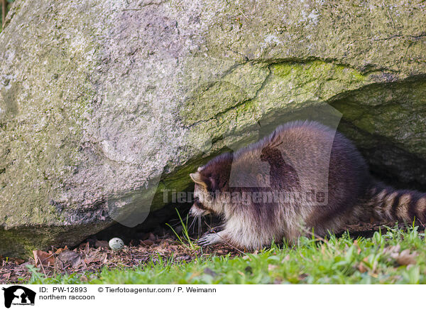 Waschbr / northern raccoon / PW-12893