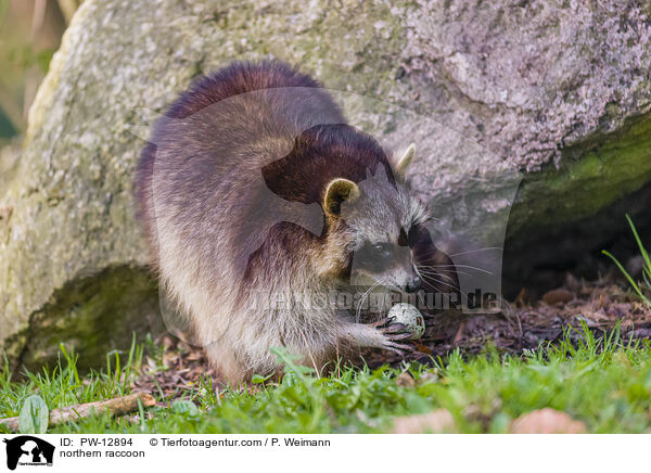 Waschbr / northern raccoon / PW-12894