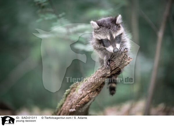 young raccoon / SAD-01311