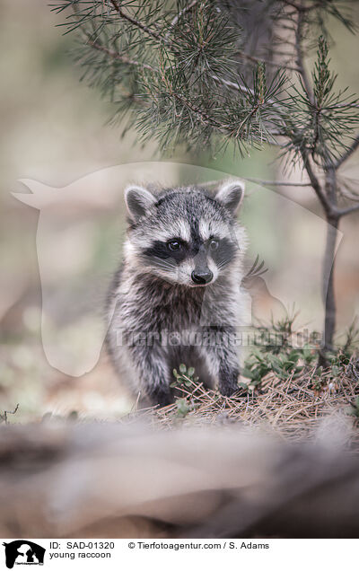 young raccoon / SAD-01320