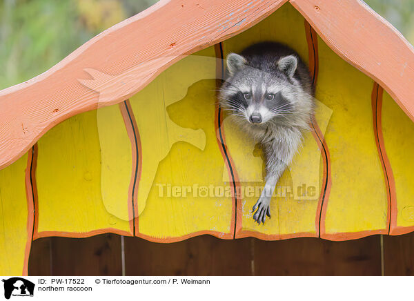 Waschbr / northern raccoon / PW-17522