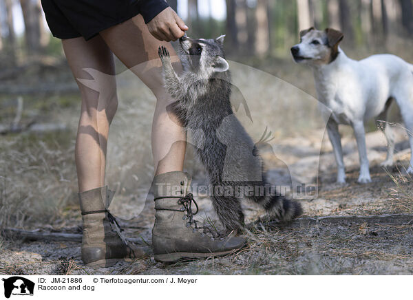 Raccoon and dog / JM-21886
