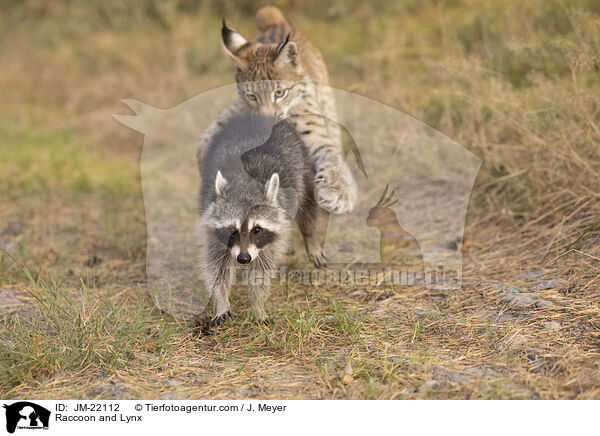 Raccoon and Lynx / JM-22112