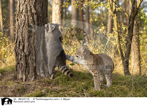 Raccoon and Lynx / JM-22115