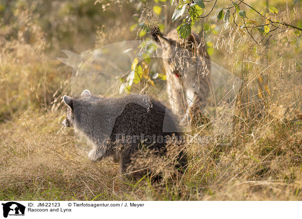 Raccoon and Lynx / JM-22123
