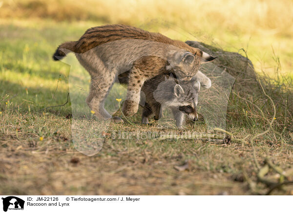 Raccoon and Lynx / JM-22126