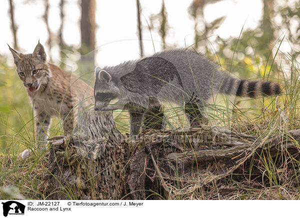 Raccoon and Lynx / JM-22127
