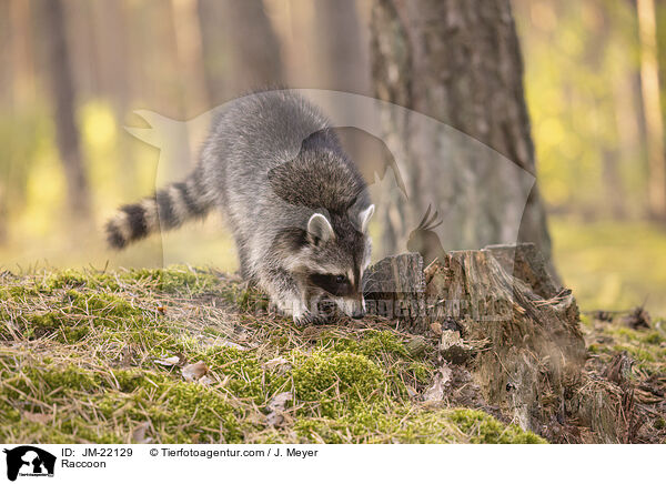 Waschbr / Raccoon / JM-22129