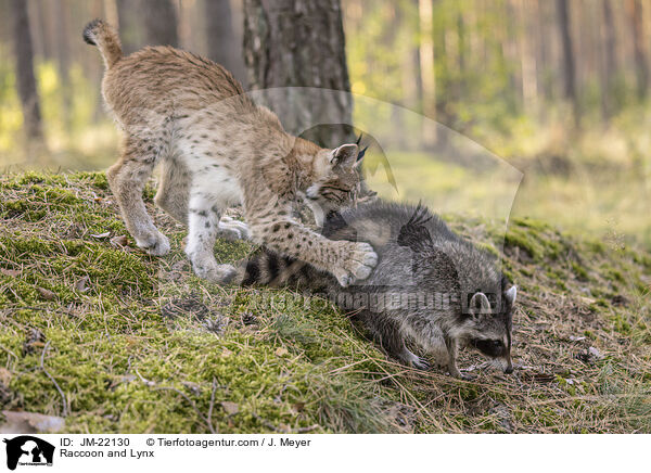Raccoon and Lynx / JM-22130