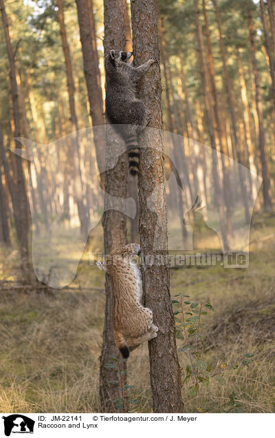 Raccoon and Lynx / JM-22141