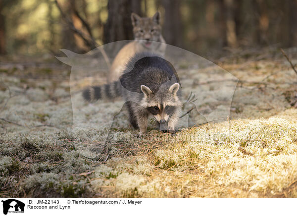 Raccoon and Lynx / JM-22143