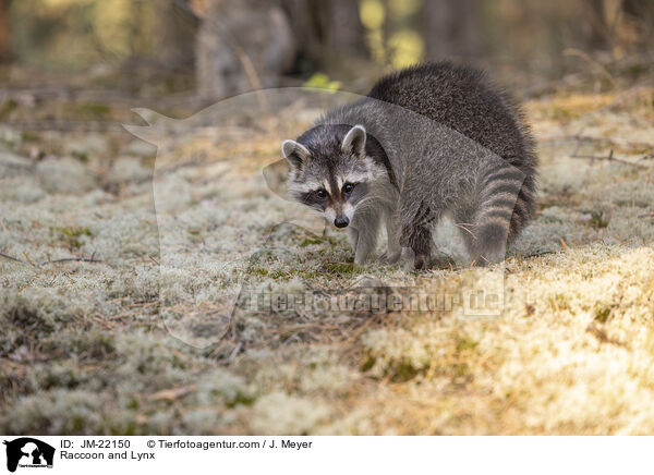 Raccoon and Lynx / JM-22150