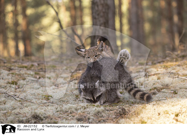 Raccoon and Lynx / JM-22152