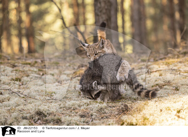 Raccoon and Lynx / JM-22153