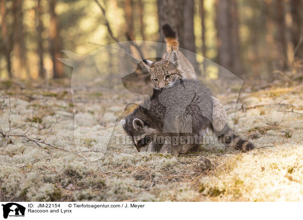 Raccoon and Lynx / JM-22154