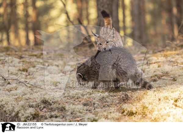 Raccoon and Lynx / JM-22155