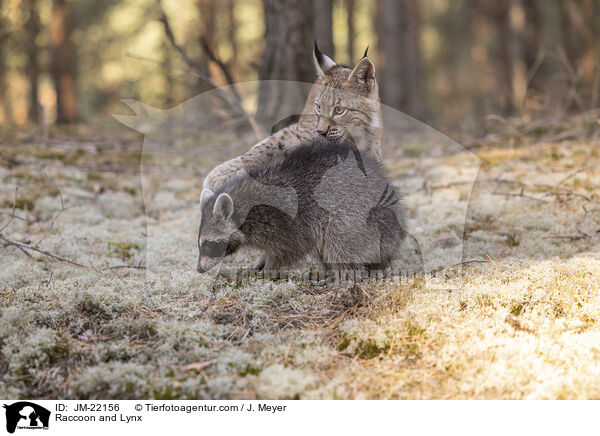 Raccoon and Lynx / JM-22156