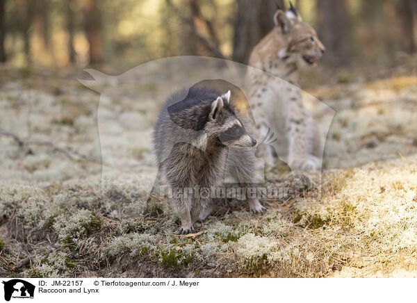 Raccoon and Lynx / JM-22157