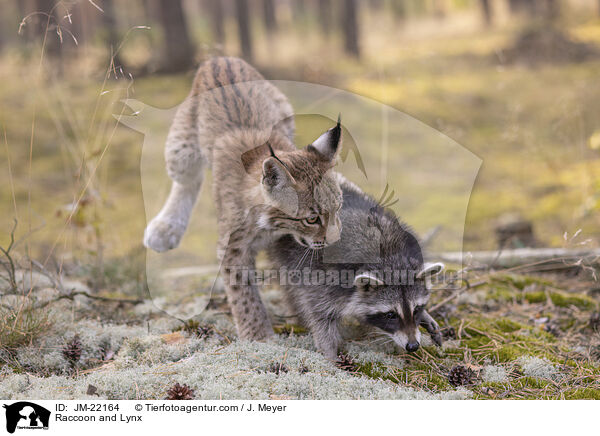 Raccoon and Lynx / JM-22164