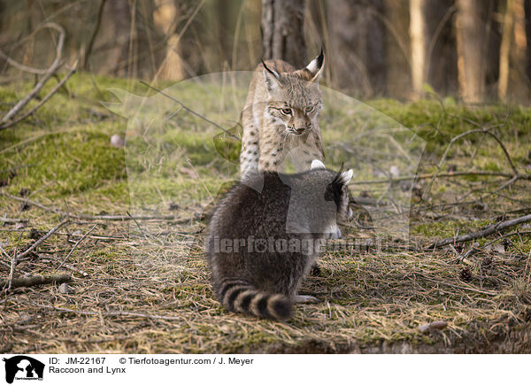Raccoon and Lynx / JM-22167