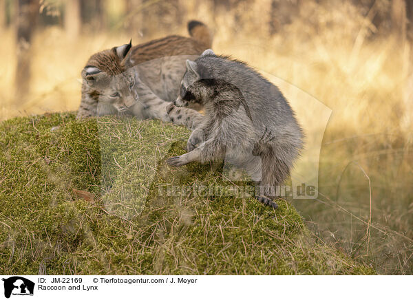 Raccoon and Lynx / JM-22169