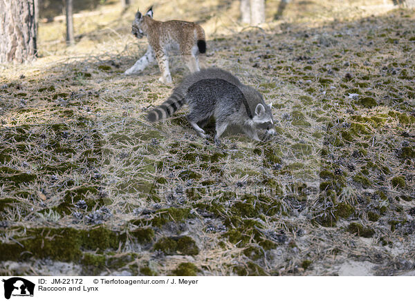 Raccoon and Lynx / JM-22172