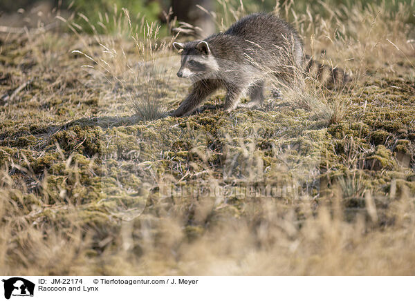 Raccoon and Lynx / JM-22174