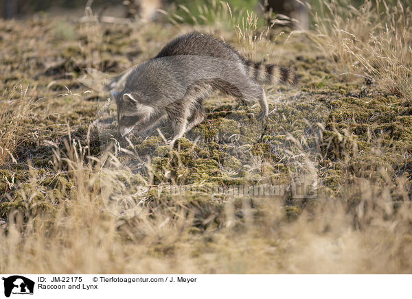 Raccoon and Lynx / JM-22175