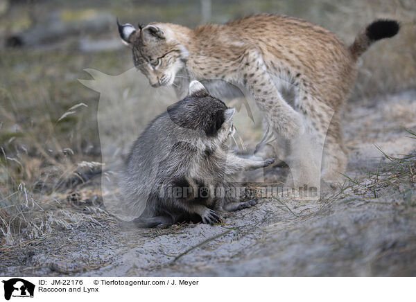 Raccoon and Lynx / JM-22176