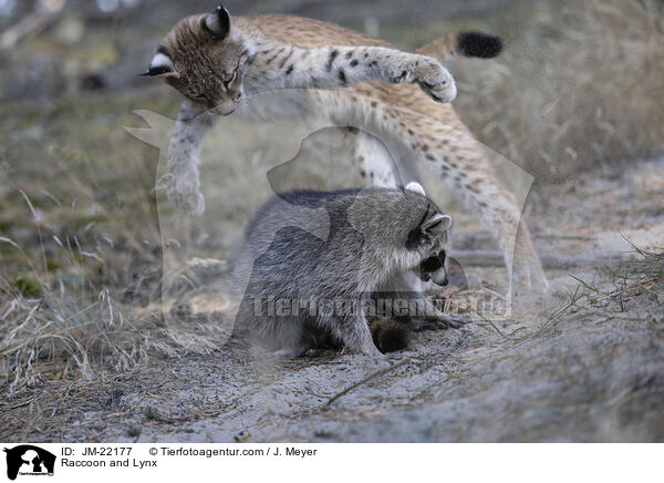 Raccoon and Lynx / JM-22177