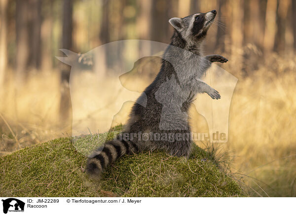 Waschbr / Raccoon / JM-22289
