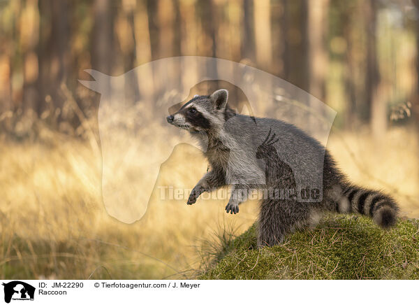 Waschbr / Raccoon / JM-22290