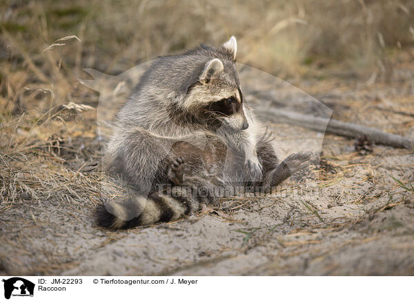 Waschbr / Raccoon / JM-22293