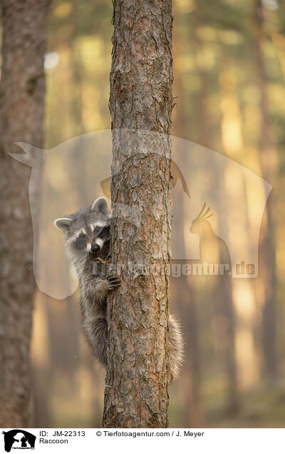 Waschbr / Raccoon / JM-22313