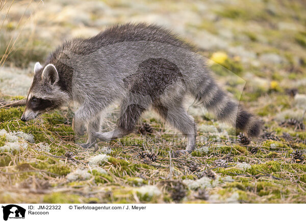 Waschbr / Raccoon / JM-22322